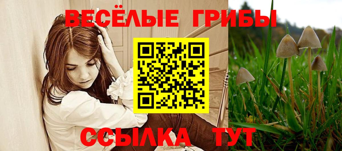 Галлюциногенные грибы Psilocybe  Вход с VPN  Рославль 